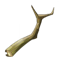 Lady Root